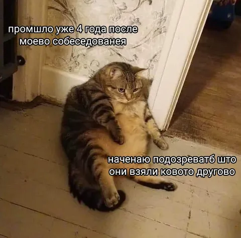 Кот ждёт ответа после собеседования