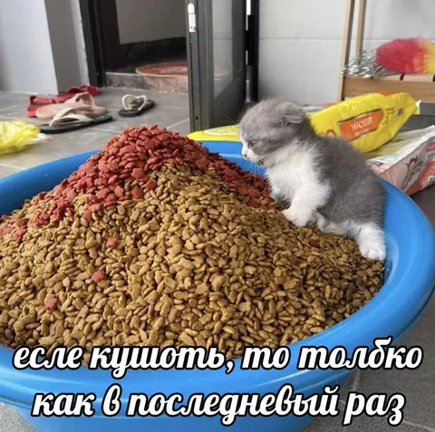 Котёнок ест в последний раз