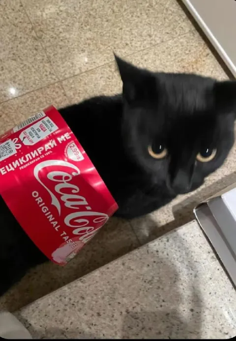 Black Cat Wearing Coca-Cola Box