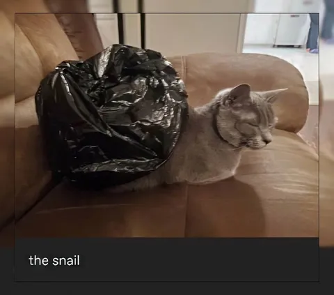 Cat Looks Like a Snail