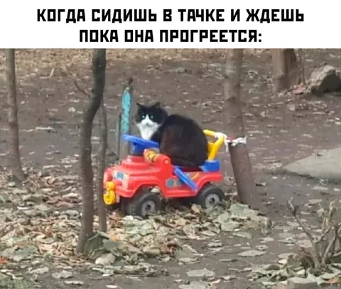 Кот ждёт, пока прогреется машина