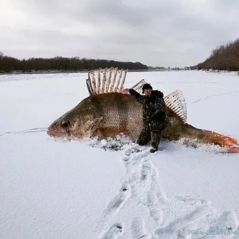 Огромный окунь на снегу