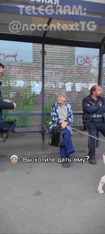 Послушная собака на остановке