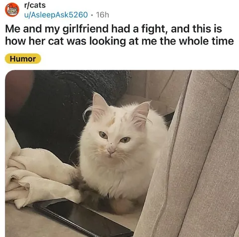 Girlfriend's Cat Judging You