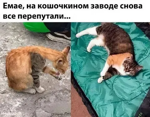 На кошочкином заводе перепутали