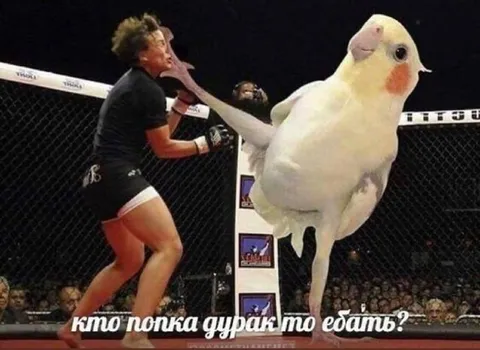 Попугай бьёт бойца
