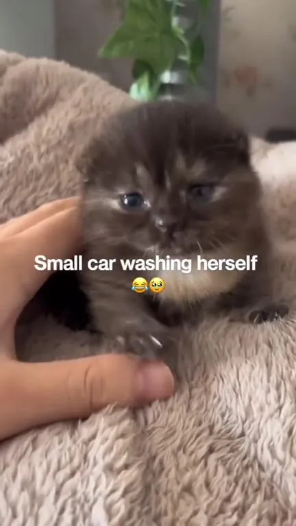 Small Car Washing Herself