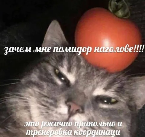 Кот с помидором на голове