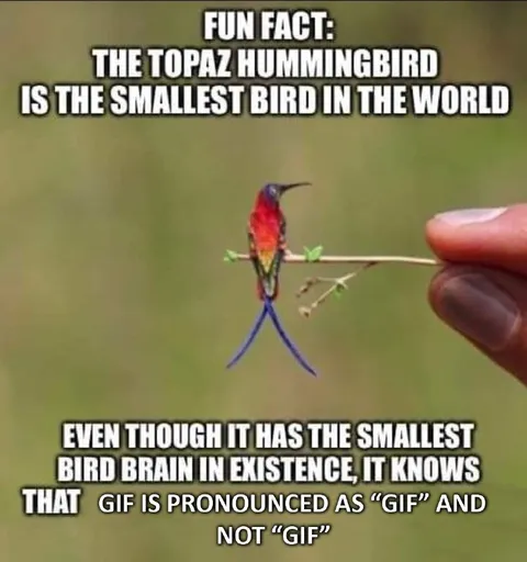 Tiny Hummingbird Knows GIF Pronunciation