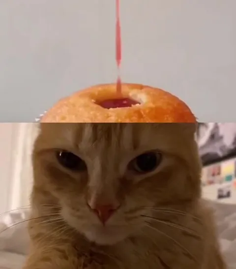 Недовольный кот и красивый пончик