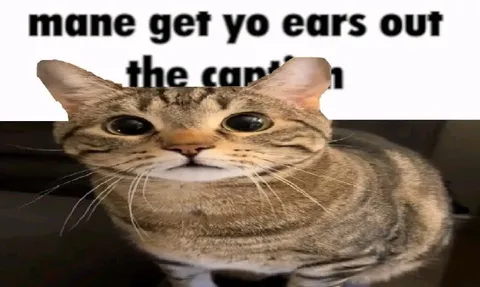 Cat Out of the Corn