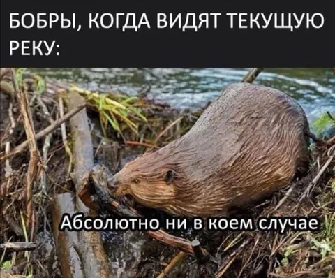 Бобр перекрывает реку