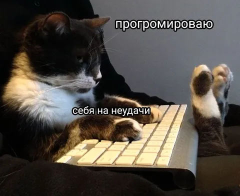 Кот программирует себя на неудачи