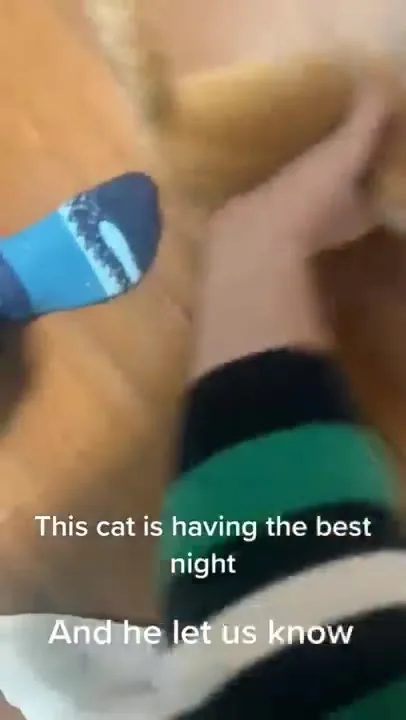 Cat Having the Best Night