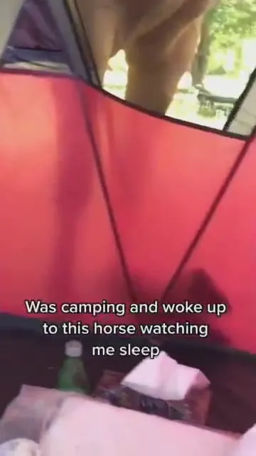 Horse Watches Camper Sleep