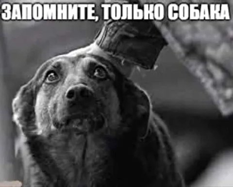 Запомните, только собака