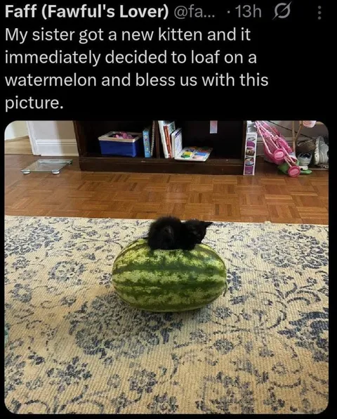Kitten Loafing on a Watermelon