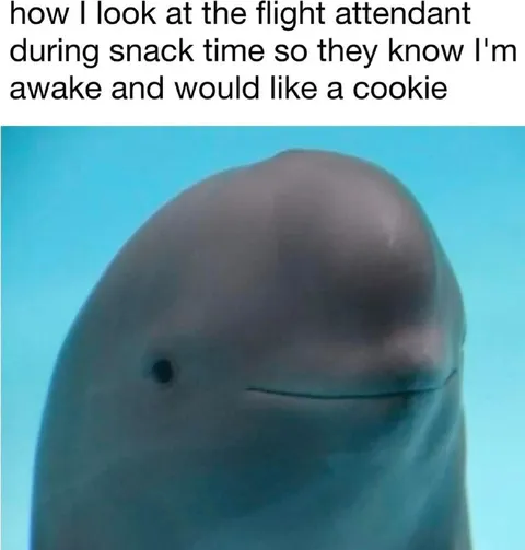 Dolphin Wants a Cookie