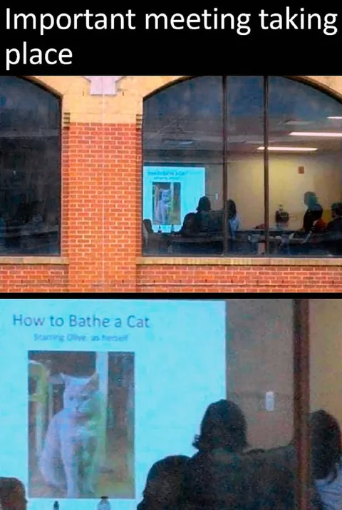 Important Meeting About Bathing a Cat