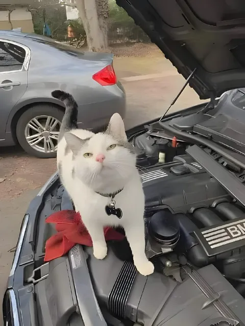 Кот чинит BMW