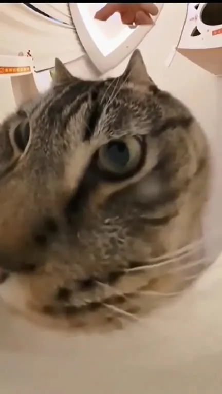 Кот с лицом свиньи