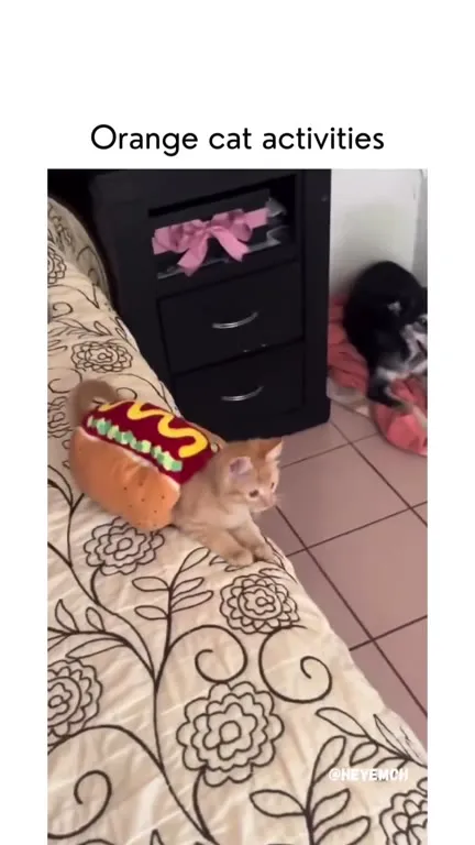 Orange Cat Activities