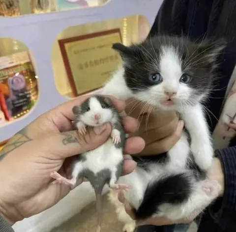 Котёнок и маленькие мышки