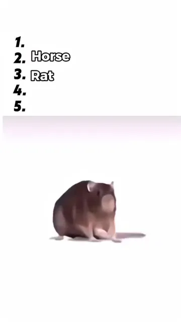Cat Finally Takes First Place