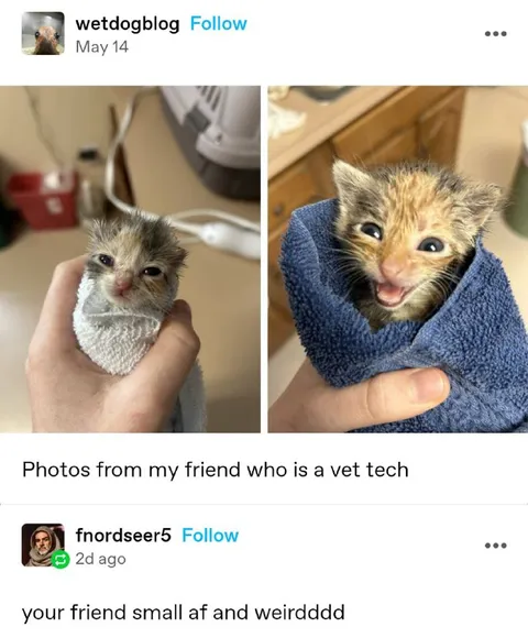 Small Weird Vet Tech Friend