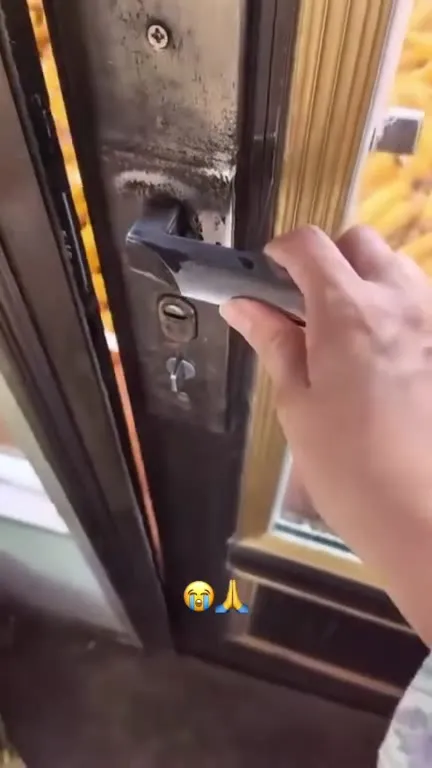 Спасение среди кукурузы