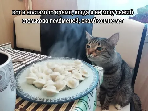 Кот не может съесть пельмени