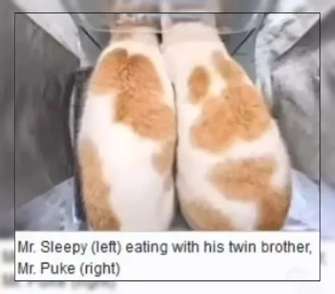 Mr. Sleepy and Mr. Puke