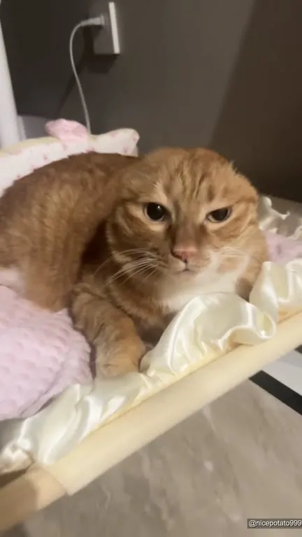 Кот поёт о смысле жизни