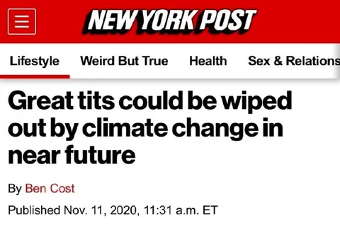 Climate Change Wipes Out Great Tits