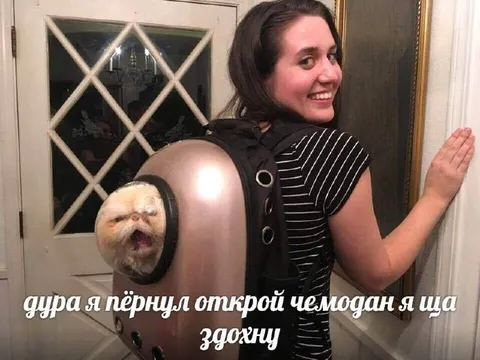Кот в чемодане душится