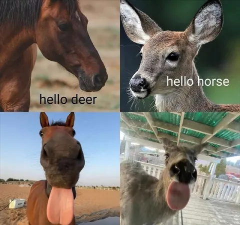 Hello Deer, Hello Horse