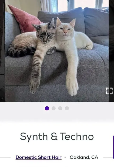 Cats Posing on the Couch