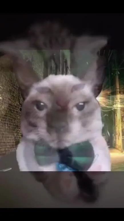 Cats Losing Their Minds