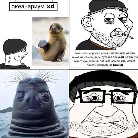 Русская тоска морских котиков
