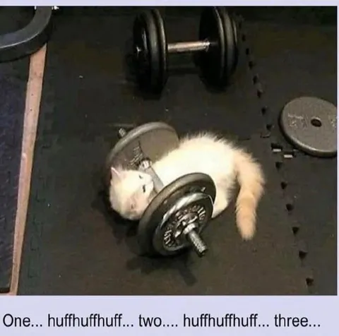 Kitten Lifting Weights