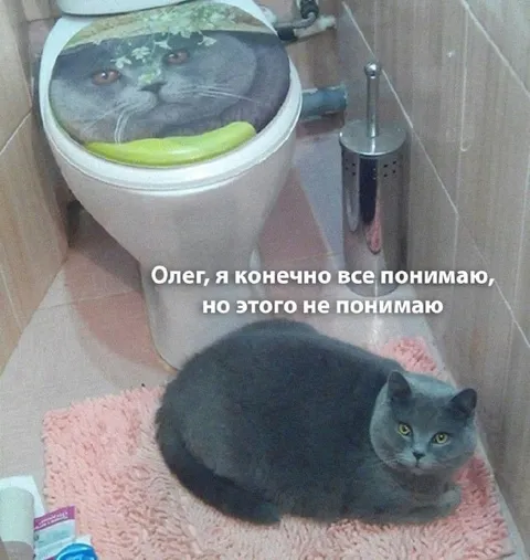 Кот на крышке унитаза