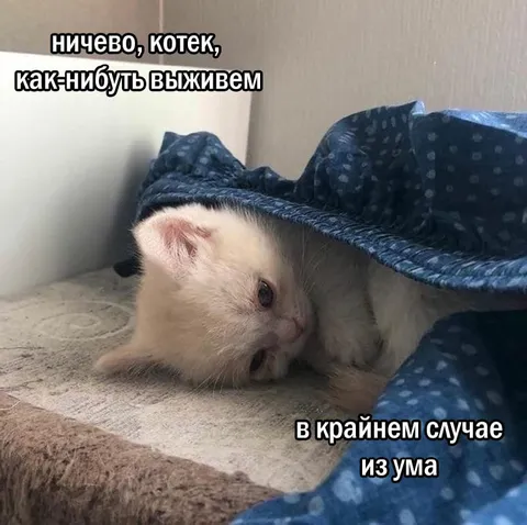 Котик выживает как-нибудь