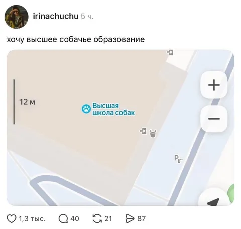 Высшее собачье образование