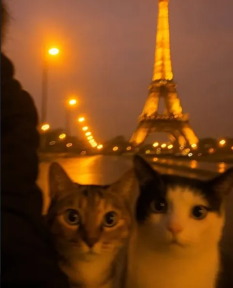 Котики у Эйфелевой башни