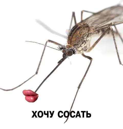 Комар хочет сосать