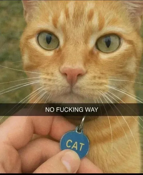 Cat Reads Its Name Tag