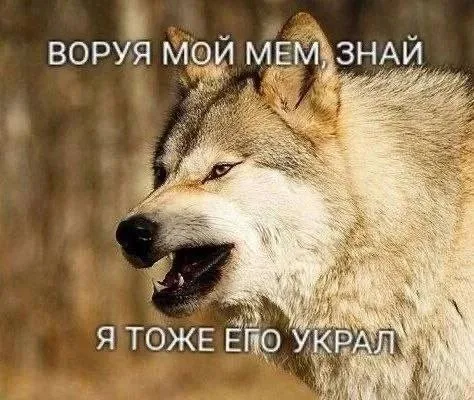 Воруя мой мем, знай