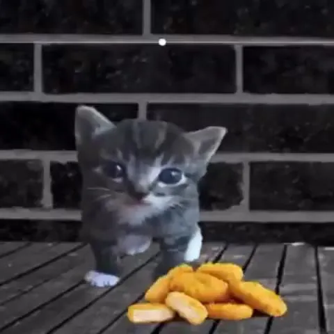 Котёнок танцует ради еды