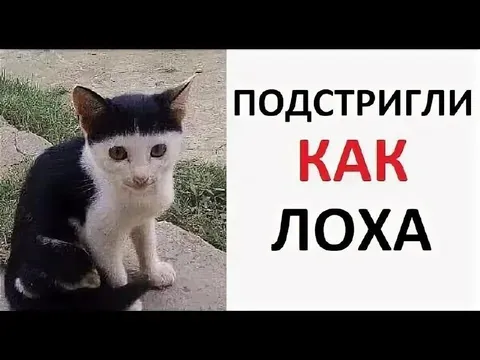 Кот которого подстригли как лоха