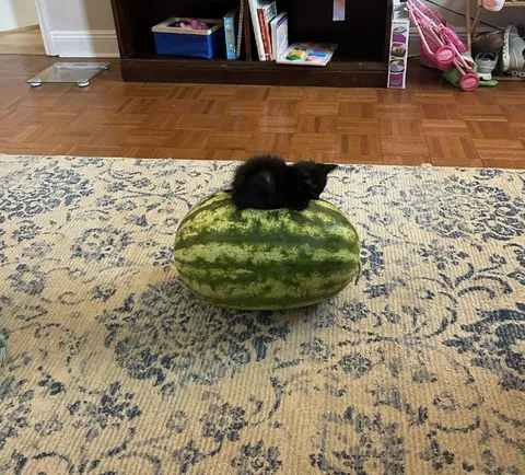 Котёнок на арбузе